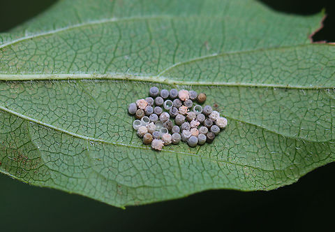 Shield Bug Eggs (Pentatomidae) A combination of hatched/unhatched/parasitized eggs/eggs covered in fungus.

Habitat: Rural yard
https://www.jungledragon.com/image/122233/shield_bug_eggs_pentatomidae.html
https://www.jungledragon.com/image/122235/shield_bug_eggs_pentatomidae.html
https://www.jungledragon.com/image/122234/shield_bug_eggs_pentatomidae.html Fall,Geotagged,United States,eggs,fungus,parasitized eggs,stink bug eggs