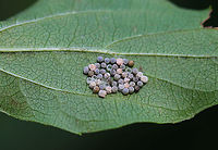 Shield Bug Eggs (Pentatomidae) A combination of hatched/unhatched/parasitized eggs/eggs covered in fungus.<br />
<br />
Habitat: Rural yard<br />
https://www.jungledragon.com/image/122233/shield_bug_eggs_pentatomidae.html<br />
https://www.jungledragon.com/image/122235/shield_bug_eggs_pentatomidae.html<br />
https://www.jungledragon.com/image/122234/shield_bug_eggs_pentatomidae.html Fall,Geotagged,United States,eggs,fungus,parasitized eggs,stink bug eggs