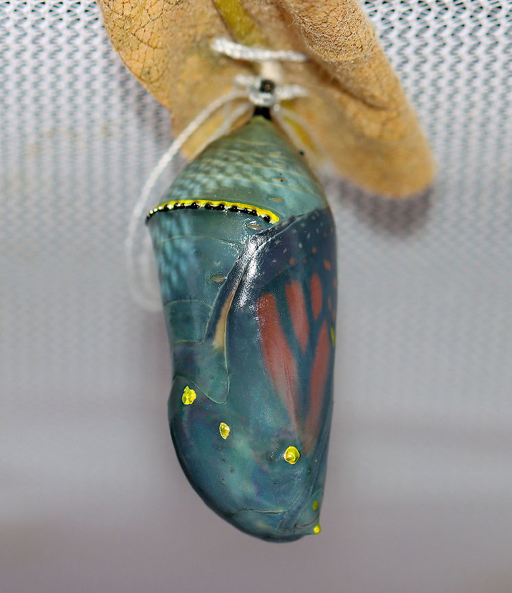 Monarch Chrysalis - Danaus plexippus The chrysalis is clear, and you can see that the monarch inside is just about ready to emerge as an adult.<br />
<br />
Habitat: Kept in an outdoor, mesh enclosure with milkweed to protect the chrysalides (and caterpillars) from predators; rural yard Danaus plexippus,Fall,Geotagged,Monarch butterfly,United States,chrysalis,monarch chrysalis,pupa