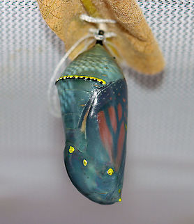 Monarch Chrysalis - Danaus plexippus The chrysalis is clear, and you can see that the monarch inside is just about ready to emerge as an adult.

Habitat: Kept in an outdoor, mesh enclosure with milkweed to protect the chrysalides (and caterpillars) from predators; rural yard Danaus plexippus,Fall,Geotagged,Monarch butterfly,United States,chrysalis,monarch chrysalis,pupa