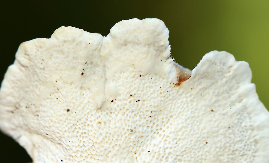 Turkey Tail - Trametes versicolor Turkey Tail gets its name from the fact that it sort of resembles a turkey's tail. The caps were bracket-shaped, thin, velvety, and had concentric zones of blue, brown, white, and red. The pores were white.<br />
<br />
Habitat: Growing on a stump; rural yard<br />
<figure class="photo"><a href="https://www.jungledragon.com/image/122237/turkey_tail_-_trametes_versicolor.html" title="Turkey Tail - Trametes versicolor"><img src="https://s3.amazonaws.com/media.jungledragon.com/images/3232/122237_thumb.jpg?AWSAccessKeyId=05GMT0V3GWVNE7GGM1R2&Expires=1769040010&Signature=TRWypFbFNIGo2motAyj%2BvhZwOxo%3D" width="200" height="122" alt="Turkey Tail - Trametes versicolor Turkey Tail gets its name from the fact that it sort of resembles a turkey's tail. The caps were bracket-shaped, thin, velvety, and had concentric zones of blue, brown, white, and red. The pores were white.<br />
<br />
Habitat: Growing on a stump; rural yard<br />
https://www.jungledragon.com/image/122237/turkey_tail_-_trametes_versicolor.html<br />
https://www.jungledragon.com/image/122240/turkey_tail_-_trametes_versicolor.html<br />
https://www.jungledragon.com/image/122239/turkey_tail_-_trametes_versicolor.html<br />
https://www.jungledragon.com/image/122238/turkey_tail_-_trametes_versicolor.html Fall,Geotagged,Trametes,Trametes versicolor,Turkey Tail,United States,fungus" /></a></figure><br />
<figure class="photo"><a href="https://www.jungledragon.com/image/122240/turkey_tail_-_trametes_versicolor.html" title="Turkey Tail - Trametes versicolor"><img src="https://s3.amazonaws.com/media.jungledragon.com/images/3232/122240_thumb.jpg?AWSAccessKeyId=05GMT0V3GWVNE7GGM1R2&Expires=1769040010&Signature=eFI8FhfFsX84xrvAmLPdpc2XwaU%3D" width="200" height="134" alt="Turkey Tail - Trametes versicolor Turkey Tail gets its name from the fact that it sort of resembles a turkey's tail. The caps were bracket-shaped, thin, velvety, and had concentric zones of blue, brown, white, and red. The pores were white.<br />
<br />
Habitat: Growing on a stump; rural yard<br />
https://www.jungledragon.com/image/122237/turkey_tail_-_trametes_versicolor.html<br />
https://www.jungledragon.com/image/122240/turkey_tail_-_trametes_versicolor.html<br />
https://www.jungledragon.com/image/122239/turkey_tail_-_trametes_versicolor.html<br />
https://www.jungledragon.com/image/122238/turkey_tail_-_trametes_versicolor.html Fall,Geotagged,Trametes versicolor,Turkey Tail,United States" /></a></figure><br />
<figure class="photo"><a href="https://www.jungledragon.com/image/122239/turkey_tail_-_trametes_versicolor.html" title="Turkey Tail - Trametes versicolor"><img src="https://s3.amazonaws.com/media.jungledragon.com/images/3232/122239_thumb.jpg?AWSAccessKeyId=05GMT0V3GWVNE7GGM1R2&Expires=1769040010&Signature=vYZxmSoZluMAItG9NYLujSpJ5Xw%3D" width="200" height="160" alt="Turkey Tail - Trametes versicolor Turkey Tail gets its name from the fact that it sort of resembles a turkey's tail. The caps were bracket-shaped, thin, velvety, and had concentric zones of blue, brown, white, and red. The pores were white.<br />
<br />
Habitat: Growing on a stump; rural yard<br />
https://www.jungledragon.com/image/122237/turkey_tail_-_trametes_versicolor.html<br />
https://www.jungledragon.com/image/122240/turkey_tail_-_trametes_versicolor.html<br />
https://www.jungledragon.com/image/122239/turkey_tail_-_trametes_versicolor.html<br />
https://www.jungledragon.com/image/122238/turkey_tail_-_trametes_versicolor.html Fall,Geotagged,Trametes versicolor,Turkey Tail,United States" /></a></figure><br />
<figure class="photo"><a href="https://www.jungledragon.com/image/122238/turkey_tail_-_trametes_versicolor.html" title="Turkey Tail - Trametes versicolor"><img src="https://s3.amazonaws.com/media.jungledragon.com/images/3232/122238_thumb.jpg?AWSAccessKeyId=05GMT0V3GWVNE7GGM1R2&Expires=1769040010&Signature=YI1wUMA7r8%2FAIWIHcT9DReWruPg%3D" width="116" height="152" alt="Turkey Tail - Trametes versicolor Turkey Tail gets its name from the fact that it sort of resembles a turkey's tail. The caps were bracket-shaped, thin, velvety, and had concentric zones of blue, brown, white, and red. The pores were white.<br />
<br />
Habitat: Growing on a stump; rural yard<br />
https://www.jungledragon.com/image/122237/turkey_tail_-_trametes_versicolor.html<br />
https://www.jungledragon.com/image/122240/turkey_tail_-_trametes_versicolor.html<br />
https://www.jungledragon.com/image/122239/turkey_tail_-_trametes_versicolor.html<br />
https://www.jungledragon.com/image/122238/turkey_tail_-_trametes_versicolor.html Fall,Geotagged,Trametes versicolor,Turkey Tail,United States" /></a></figure> Fall,Geotagged,Trametes,Trametes versicolor,Turkey Tail,United States,fungus