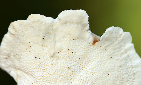 Turkey Tail - Trametes versicolor Turkey Tail gets its name from the fact that it sort of resembles a turkey's tail. The caps were bracket-shaped, thin, velvety, and had concentric zones of blue, brown, white, and red. The pores were white.

Habitat: Growing on a stump; rural yard
https://www.jungledragon.com/image/122237/turkey_tail_-_trametes_versicolor.html
https://www.jungledragon.com/image/122240/turkey_tail_-_trametes_versicolor.html
https://www.jungledragon.com/image/122239/turkey_tail_-_trametes_versicolor.html
https://www.jungledragon.com/image/122238/turkey_tail_-_trametes_versicolor.html Fall,Geotagged,Trametes,Trametes versicolor,Turkey Tail,United States,fungus