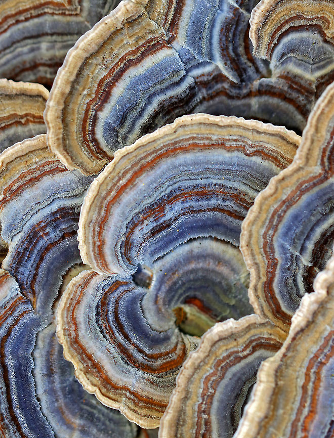 Turkey Tail - Trametes versicolor Turkey Tail gets its name from the fact that it sort of resembles a turkey&#039;s tail. The caps were bracket-shaped, thin, velvety, and had concentric zones of blue, brown, white, and red. The pores were white.<br />
<br />
Habitat: Growing on a stump; rural yard<br />
<figure class="photo"><a href="https://www.jungledragon.com/image/122237/turkey_tail_-_trametes_versicolor.html" title="Turkey Tail - Trametes versicolor"><img src="https://s3.amazonaws.com/media.jungledragon.com/images/3232/122237_thumb.jpg?AWSAccessKeyId=05GMT0V3GWVNE7GGM1R2&Expires=1759968010&Signature=84YaCRLssiXFngKvtb%2F6wfT0SDQ%3D" width="200" height="122" alt="Turkey Tail - Trametes versicolor Turkey Tail gets its name from the fact that it sort of resembles a turkey&#039;s tail. The caps were bracket-shaped, thin, velvety, and had concentric zones of blue, brown, white, and red. The pores were white.<br />
<br />
Habitat: Growing on a stump; rural yard<br />
https://www.jungledragon.com/image/122237/turkey_tail_-_trametes_versicolor.html<br />
https://www.jungledragon.com/image/122240/turkey_tail_-_trametes_versicolor.html<br />
https://www.jungledragon.com/image/122239/turkey_tail_-_trametes_versicolor.html<br />
https://www.jungledragon.com/image/122238/turkey_tail_-_trametes_versicolor.html Fall,Geotagged,Trametes,Trametes versicolor,Turkey Tail,United States,fungus" /></a></figure><br />
<figure class="photo"><a href="https://www.jungledragon.com/image/122240/turkey_tail_-_trametes_versicolor.html" title="Turkey Tail - Trametes versicolor"><img src="https://s3.amazonaws.com/media.jungledragon.com/images/3232/122240_thumb.jpg?AWSAccessKeyId=05GMT0V3GWVNE7GGM1R2&Expires=1759968010&Signature=Zhwqpxzqxaes7a1uM%2BmqWJqeGPA%3D" width="200" height="134" alt="Turkey Tail - Trametes versicolor Turkey Tail gets its name from the fact that it sort of resembles a turkey&#039;s tail. The caps were bracket-shaped, thin, velvety, and had concentric zones of blue, brown, white, and red. The pores were white.<br />
<br />
Habitat: Growing on a stump; rural yard<br />
https://www.jungledragon.com/image/122237/turkey_tail_-_trametes_versicolor.html<br />
https://www.jungledragon.com/image/122240/turkey_tail_-_trametes_versicolor.html<br />
https://www.jungledragon.com/image/122239/turkey_tail_-_trametes_versicolor.html<br />
https://www.jungledragon.com/image/122238/turkey_tail_-_trametes_versicolor.html Fall,Geotagged,Trametes versicolor,Turkey Tail,United States" /></a></figure><br />
<figure class="photo"><a href="https://www.jungledragon.com/image/122239/turkey_tail_-_trametes_versicolor.html" title="Turkey Tail - Trametes versicolor"><img src="https://s3.amazonaws.com/media.jungledragon.com/images/3232/122239_thumb.jpg?AWSAccessKeyId=05GMT0V3GWVNE7GGM1R2&Expires=1759968010&Signature=AkQsJdpkCGH%2B8xYAaNv1Pqs9utE%3D" width="200" height="160" alt="Turkey Tail - Trametes versicolor Turkey Tail gets its name from the fact that it sort of resembles a turkey&#039;s tail. The caps were bracket-shaped, thin, velvety, and had concentric zones of blue, brown, white, and red. The pores were white.<br />
<br />
Habitat: Growing on a stump; rural yard<br />
https://www.jungledragon.com/image/122237/turkey_tail_-_trametes_versicolor.html<br />
https://www.jungledragon.com/image/122240/turkey_tail_-_trametes_versicolor.html<br />
https://www.jungledragon.com/image/122239/turkey_tail_-_trametes_versicolor.html<br />
https://www.jungledragon.com/image/122238/turkey_tail_-_trametes_versicolor.html Fall,Geotagged,Trametes versicolor,Turkey Tail,United States" /></a></figure><br />
<figure class="photo"><a href="https://www.jungledragon.com/image/122238/turkey_tail_-_trametes_versicolor.html" title="Turkey Tail - Trametes versicolor"><img src="https://s3.amazonaws.com/media.jungledragon.com/images/3232/122238_thumb.jpg?AWSAccessKeyId=05GMT0V3GWVNE7GGM1R2&Expires=1759968010&Signature=gsYo7xXG9nErKUKcONR2x2jBqyY%3D" width="116" height="152" alt="Turkey Tail - Trametes versicolor Turkey Tail gets its name from the fact that it sort of resembles a turkey&#039;s tail. The caps were bracket-shaped, thin, velvety, and had concentric zones of blue, brown, white, and red. The pores were white.<br />
<br />
Habitat: Growing on a stump; rural yard<br />
https://www.jungledragon.com/image/122237/turkey_tail_-_trametes_versicolor.html<br />
https://www.jungledragon.com/image/122240/turkey_tail_-_trametes_versicolor.html<br />
https://www.jungledragon.com/image/122239/turkey_tail_-_trametes_versicolor.html<br />
https://www.jungledragon.com/image/122238/turkey_tail_-_trametes_versicolor.html Fall,Geotagged,Trametes versicolor,Turkey Tail,United States" /></a></figure> Fall,Geotagged,Trametes versicolor,Turkey Tail,United States