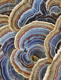 Turkey Tail - Trametes versicolor Turkey Tail gets its name from the fact that it sort of resembles a turkey's tail. The caps were bracket-shaped, thin, velvety, and had concentric zones of blue, brown, white, and red. The pores were white.

Habitat: Growing on a stump; rural yard
https://www.jungledragon.com/image/122237/turkey_tail_-_trametes_versicolor.html
https://www.jungledragon.com/image/122240/turkey_tail_-_trametes_versicolor.html
https://www.jungledragon.com/image/122239/turkey_tail_-_trametes_versicolor.html
https://www.jungledragon.com/image/122238/turkey_tail_-_trametes_versicolor.html Fall,Geotagged,Trametes versicolor,Turkey Tail,United States