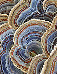 Turkey Tail - Trametes versicolor Turkey Tail gets its name from the fact that it sort of resembles a turkey's tail. The caps were bracket-shaped, thin, velvety, and had concentric zones of blue, brown, white, and red. The pores were white.<br />
<br />
Habitat: Growing on a stump; rural yard<br />
https://www.jungledragon.com/image/122237/turkey_tail_-_trametes_versicolor.html<br />
https://www.jungledragon.com/image/122240/turkey_tail_-_trametes_versicolor.html<br />
https://www.jungledragon.com/image/122239/turkey_tail_-_trametes_versicolor.html<br />
https://www.jungledragon.com/image/122238/turkey_tail_-_trametes_versicolor.html Fall,Geotagged,Trametes versicolor,Turkey Tail,United States