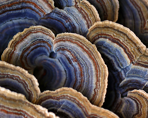 Turkey Tail - Trametes versicolor Turkey Tail gets its name from the fact that it sort of resembles a turkey's tail. The caps were bracket-shaped, thin, velvety, and had concentric zones of blue, brown, white, and red. The pores were white.

Habitat: Growing on a stump; rural yard
https://www.jungledragon.com/image/122237/turkey_tail_-_trametes_versicolor.html
https://www.jungledragon.com/image/122240/turkey_tail_-_trametes_versicolor.html
https://www.jungledragon.com/image/122239/turkey_tail_-_trametes_versicolor.html
https://www.jungledragon.com/image/122238/turkey_tail_-_trametes_versicolor.html Fall,Geotagged,Trametes versicolor,Turkey Tail,United States