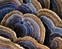 Turkey Tail - Trametes versicolor Turkey Tail gets its name from the fact that it sort of resembles a turkey's tail. The caps were bracket-shaped, thin, velvety, and had concentric zones of blue, brown, white, and red. The pores were white.<br />
<br />
Habitat: Growing on a stump; rural yard<br />
https://www.jungledragon.com/image/122237/turkey_tail_-_trametes_versicolor.html<br />
https://www.jungledragon.com/image/122240/turkey_tail_-_trametes_versicolor.html<br />
https://www.jungledragon.com/image/122239/turkey_tail_-_trametes_versicolor.html<br />
https://www.jungledragon.com/image/122238/turkey_tail_-_trametes_versicolor.html Fall,Geotagged,Trametes versicolor,Turkey Tail,United States
