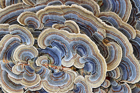 Turkey Tail - Trametes versicolor Turkey Tail gets its name from the fact that it sort of resembles a turkey's tail. The caps were bracket-shaped, thin, velvety, and had concentric zones of blue, brown, white, and red. The pores were white.

Habitat: Growing on a stump; rural yard
https://www.jungledragon.com/image/122237/turkey_tail_-_trametes_versicolor.html
https://www.jungledragon.com/image/122240/turkey_tail_-_trametes_versicolor.html
https://www.jungledragon.com/image/122239/turkey_tail_-_trametes_versicolor.html
https://www.jungledragon.com/image/122238/turkey_tail_-_trametes_versicolor.html Fall,Geotagged,Trametes versicolor,Turkey Tail,United States