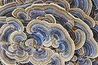 Turkey Tail - Trametes versicolor Turkey Tail gets its name from the fact that it sort of resembles a turkey's tail. The caps were bracket-shaped, thin, velvety, and had concentric zones of blue, brown, white, and red. The pores were white.<br />
<br />
Habitat: Growing on a stump; rural yard<br />
https://www.jungledragon.com/image/122237/turkey_tail_-_trametes_versicolor.html<br />
https://www.jungledragon.com/image/122240/turkey_tail_-_trametes_versicolor.html<br />
https://www.jungledragon.com/image/122239/turkey_tail_-_trametes_versicolor.html<br />
https://www.jungledragon.com/image/122238/turkey_tail_-_trametes_versicolor.html Fall,Geotagged,Trametes versicolor,Turkey Tail,United States