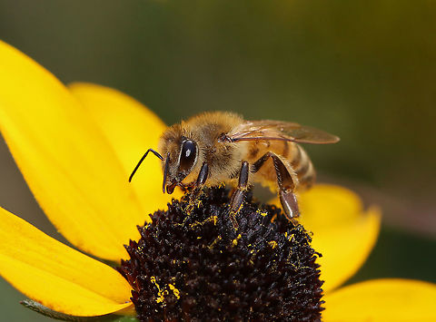 Honey Bee - Apis mellifera Habitat: Rural yard Apis,Apis mellifera,Fall,Geotagged,Hymenoptera,United States,Western honey bee,bee,honey bee
