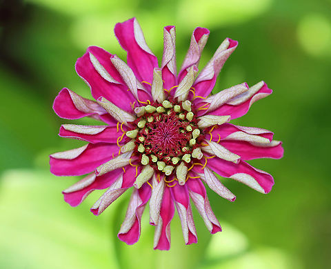 Zinnia - Zinnia elegans Habitat: Garden

This plant is naturalized, but not native Fall,Geotagged,United States,Zinnia elegans,zinnia
