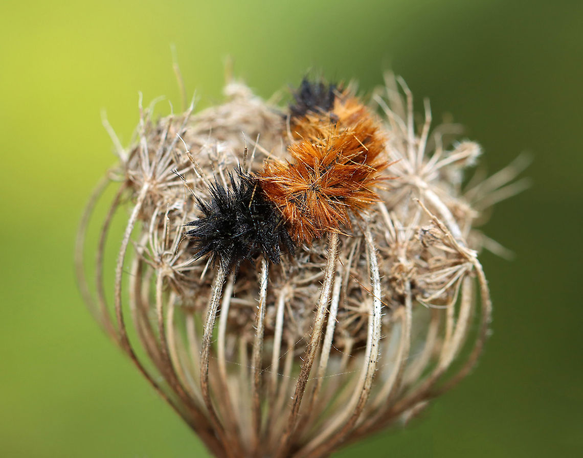 Banded Woolly Bear - Pyrrharctia isabella I found this dead woolly bear caterpillar stuck to the top of Daucus carota. It is a really weird spot to find a dead caterpillar, so I am assuming it was infected with a fungus (or something) that compelled it to climb to a high spot to aid in spore dispersal.<br />
<br />
Habitat: Meadow Arctiidae,Banded woolly bear,Geotagged,Pyrrharctia,Pyrrharctia isabella,Summer,United States,caterpillar,dead woolly bear,woolly bear