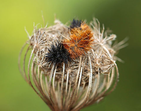 Banded Woolly Bear - Pyrrharctia isabella I found this dead woolly bear caterpillar stuck to the top of Daucus carota. It is a really weird spot to find a dead caterpillar, so I am assuming it was infected with a fungus (or something) that compelled it to climb to a high spot to aid in spore dispersal.

Habitat: Meadow Arctiidae,Banded woolly bear,Geotagged,Pyrrharctia,Pyrrharctia isabella,Summer,United States,caterpillar,dead woolly bear,woolly bear