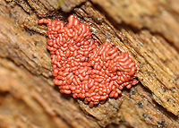 Slime Mold - Arcyria stipata Heart-shaped slime. Very romantic.<br />
<br />
Habitat: Rotting wood; deciduous forest<br />
https://www.jungledragon.com/image/122305/slime_mold_-_arcyria_stipata.html Arcyria stipata,Fall,Geotagged,United States