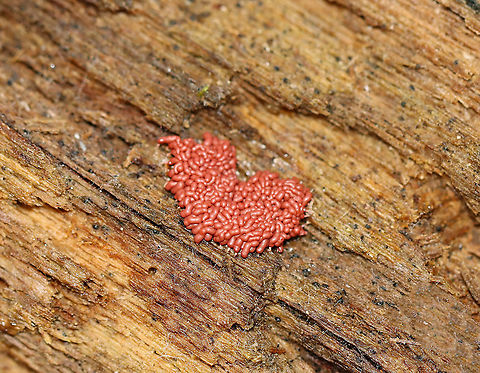 Slime Mold - Arcyria stipata Heart-shaped slime. Very romantic.

Habitat: Rotting wood; deciduous forest
https://www.jungledragon.com/image/122304/slime_mold_-_arcyria_stipata.html Arcyria,Arcyria stipata,Fall,Geotagged,United States,slime,slime mold