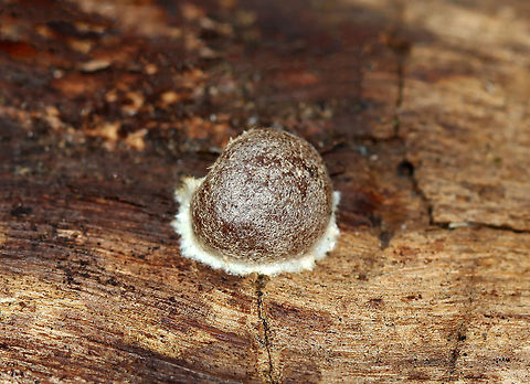 Reticularia splendens Habitat: Rotting wood; deciduous forest Fall,Geotagged,Reticularia,Reticularia splendens,United States,slime mold