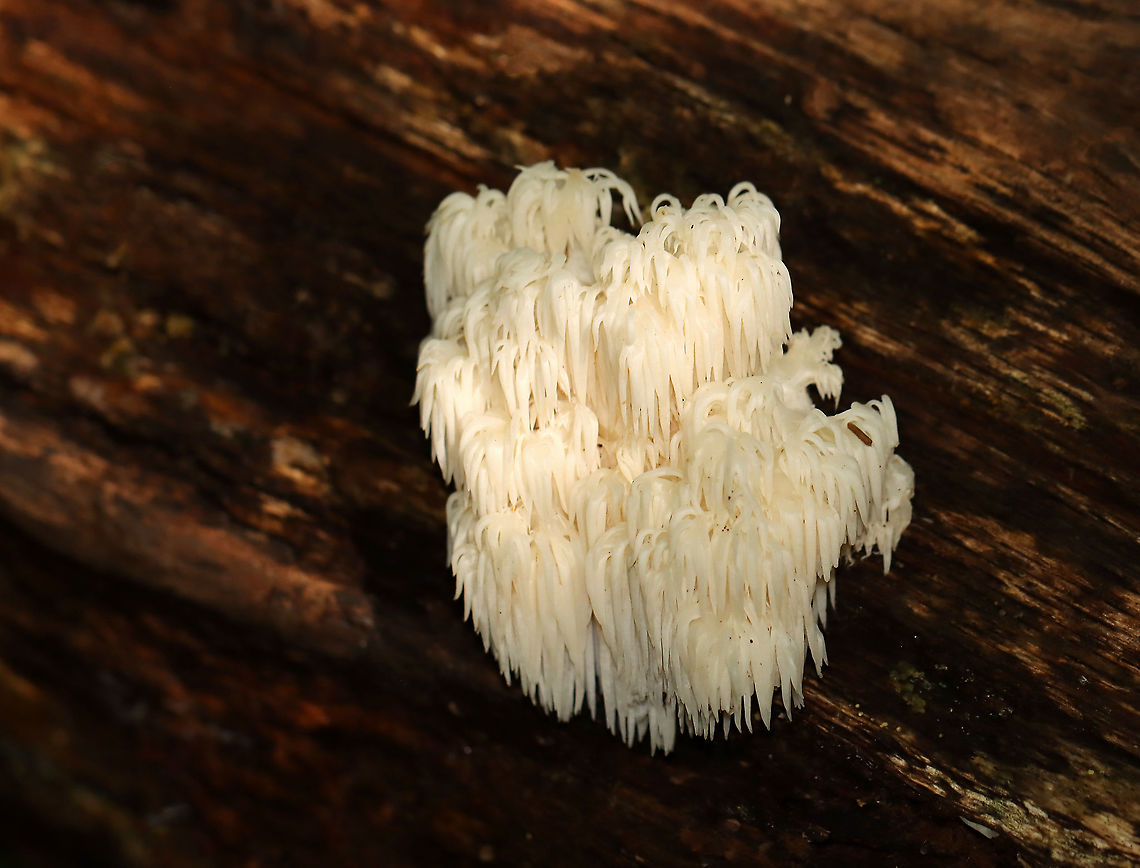 Bear's Head Tooth Fungus - Hericium americanum Branches arose from a rooting base. The spines were densely packed and were hanging from the branches in clusters. The spines were more than one cm long.<br />
<br />
Habitat: Growing on a fallen hardwood tree; deciduous forest Bear's Head Tooth Fungus,Fall,Geotagged,Hericium,Hericium americanum,United States,fungus,tooth fungus