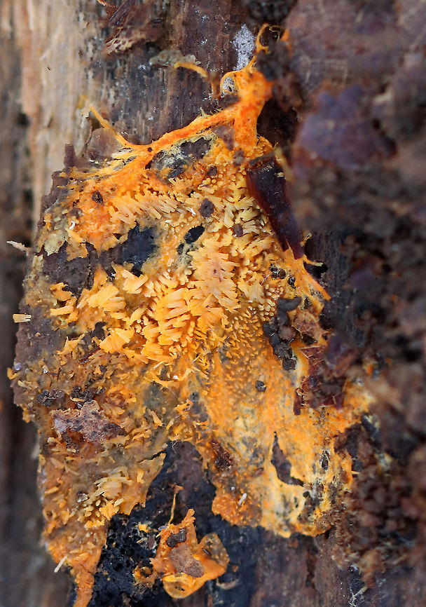 Hydnophlebia chrysorhiza Habitat: Rotting wood; deciduous forest Fall,Geotagged,Hydnophlebia,Phanerochaete chrysorhizon,United States,fungus,plant pathogen,polyporales,white rot fungus
