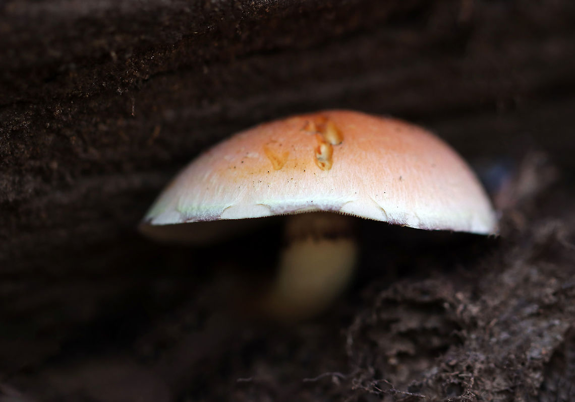 Brick Cap - Hypholoma lateritium Pink caps with pale margins. White/gray gills with brown spores visible.<br />
<br />
Habitat: Growing between rotting logs; deciduous forest<br />
<figure class="photo"><a href="https://www.jungledragon.com/image/122311/brick_cap_-_hypholoma_lateritium.html" title="Brick Cap - Hypholoma lateritium"><img src="https://s3.amazonaws.com/media.jungledragon.com/images/3232/122311_thumb.jpg?AWSAccessKeyId=05GMT0V3GWVNE7GGM1R2&Expires=1759968010&Signature=iitO6Jz%2F8cqtifUJ1mW4Gb1Eoxo%3D" width="200" height="140" alt="Brick Cap - Hypholoma lateritium Pink caps with pale margins. White/gray gills with brown spores visible.<br />
<br />
Habitat: Growing between rotting logs; deciduous forest<br />
https://www.jungledragon.com/image/122311/brick_cap_-_hypholoma_lateritium.html<br />
https://www.jungledragon.com/image/122313/brick_cap_-_hypholoma_lateritium.html<br />
https://www.jungledragon.com/image/122312/brick_cap_-_hypholoma_lateritium.html Brick cap,Fall,Geotagged,Hypholoma,Hypholoma lateritium,United States,fungus,mushroom" /></a></figure><br />
<figure class="photo"><a href="https://www.jungledragon.com/image/122313/brick_cap_-_hypholoma_lateritium.html" title="Brick Cap - Hypholoma lateritium"><img src="https://s3.amazonaws.com/media.jungledragon.com/images/3232/122313_thumb.jpg?AWSAccessKeyId=05GMT0V3GWVNE7GGM1R2&Expires=1759968010&Signature=7IfIF5ohm3W%2BaZ7Wx60B6olfknU%3D" width="200" height="142" alt="Brick Cap - Hypholoma lateritium Pink caps with pale margins. White/gray gills with brown spores visible.<br />
<br />
Habitat: Growing between rotting logs; deciduous forest<br />
https://www.jungledragon.com/image/122311/brick_cap_-_hypholoma_lateritium.html<br />
https://www.jungledragon.com/image/122313/brick_cap_-_hypholoma_lateritium.html<br />
https://www.jungledragon.com/image/122312/brick_cap_-_hypholoma_lateritium.html Brick cap,Fall,Geotagged,Hypholoma lateritium,United States" /></a></figure><br />
<figure class="photo"><a href="https://www.jungledragon.com/image/122312/brick_cap_-_hypholoma_lateritium.html" title="Brick Cap - Hypholoma lateritium"><img src="https://s3.amazonaws.com/media.jungledragon.com/images/3232/122312_thumb.jpg?AWSAccessKeyId=05GMT0V3GWVNE7GGM1R2&Expires=1759968010&Signature=vvBJpUIULoBAAt%2B8pyE1zyFGsbA%3D" width="200" height="158" alt="Brick Cap - Hypholoma lateritium Pink caps with pale margins. White/gray gills with brown spores visible.<br />
<br />
Habitat: Growing between rotting logs; deciduous forest<br />
https://www.jungledragon.com/image/122311/brick_cap_-_hypholoma_lateritium.html<br />
https://www.jungledragon.com/image/122313/brick_cap_-_hypholoma_lateritium.html<br />
https://www.jungledragon.com/image/122312/brick_cap_-_hypholoma_lateritium.html Brick cap,Fall,Geotagged,Hypholoma lateritium,United States" /></a></figure> Brick cap,Fall,Geotagged,Hypholoma,Hypholoma lateritium,United States,fungus,mushroom