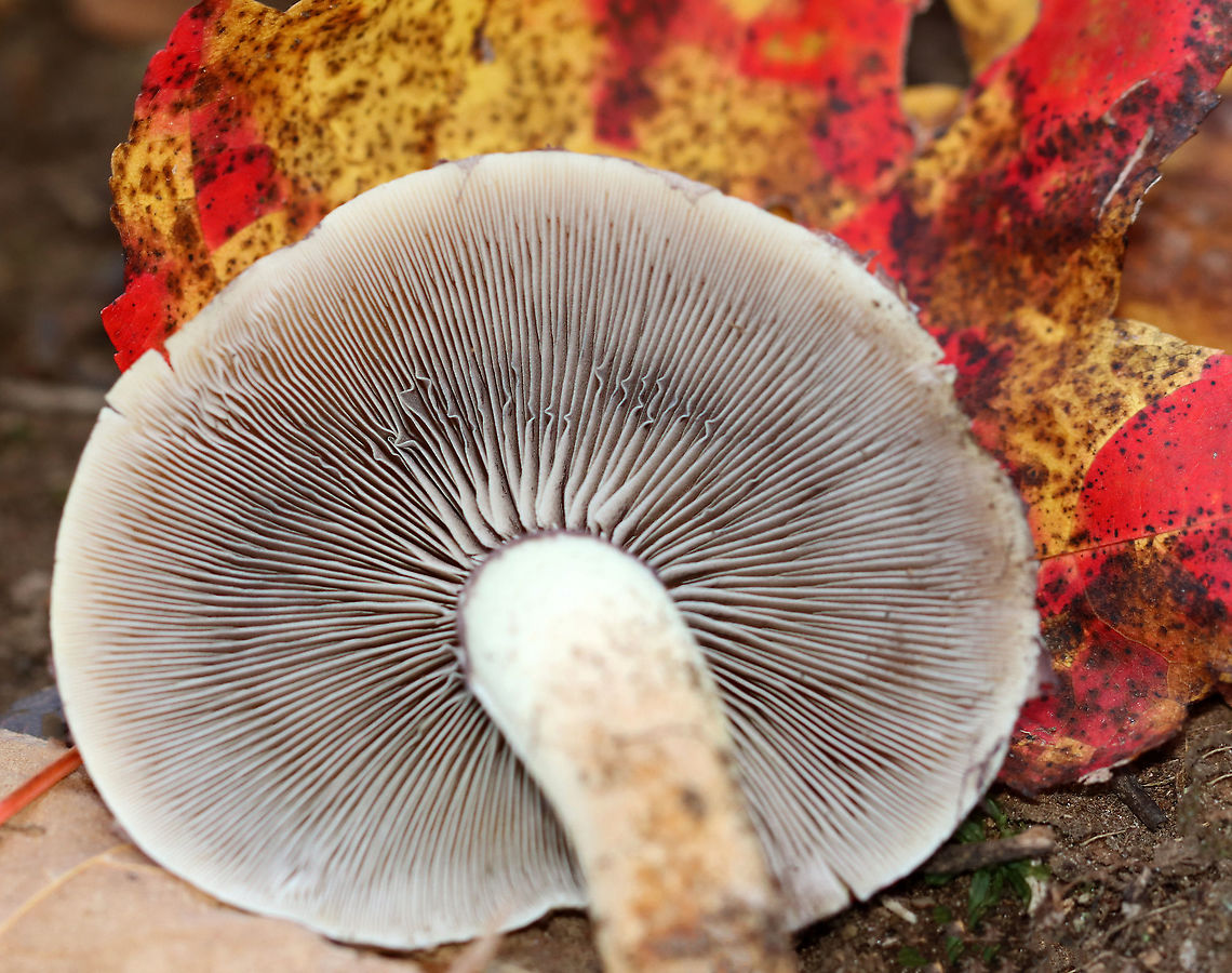 Brick Cap - Hypholoma lateritium Pink caps with pale margins. White/gray gills with brown spores visible.<br />
<br />
Habitat: Growing between rotting logs; deciduous forest<br />
<figure class="photo"><a href="https://www.jungledragon.com/image/122311/brick_cap_-_hypholoma_lateritium.html" title="Brick Cap - Hypholoma lateritium"><img src="https://s3.amazonaws.com/media.jungledragon.com/images/3232/122311_thumb.jpg?AWSAccessKeyId=05GMT0V3GWVNE7GGM1R2&Expires=1767225610&Signature=4Ohy2rk5FJ1T44uGOBWmK8O1xQU%3D" width="200" height="140" alt="Brick Cap - Hypholoma lateritium Pink caps with pale margins. White/gray gills with brown spores visible.<br />
<br />
Habitat: Growing between rotting logs; deciduous forest<br />
https://www.jungledragon.com/image/122311/brick_cap_-_hypholoma_lateritium.html<br />
https://www.jungledragon.com/image/122313/brick_cap_-_hypholoma_lateritium.html<br />
https://www.jungledragon.com/image/122312/brick_cap_-_hypholoma_lateritium.html Brick cap,Fall,Geotagged,Hypholoma,Hypholoma lateritium,United States,fungus,mushroom" /></a></figure><br />
<figure class="photo"><a href="https://www.jungledragon.com/image/122313/brick_cap_-_hypholoma_lateritium.html" title="Brick Cap - Hypholoma lateritium"><img src="https://s3.amazonaws.com/media.jungledragon.com/images/3232/122313_thumb.jpg?AWSAccessKeyId=05GMT0V3GWVNE7GGM1R2&Expires=1767225610&Signature=VPWLdlyiudGskyWOBGOeoQjL%2FhA%3D" width="200" height="142" alt="Brick Cap - Hypholoma lateritium Pink caps with pale margins. White/gray gills with brown spores visible.<br />
<br />
Habitat: Growing between rotting logs; deciduous forest<br />
https://www.jungledragon.com/image/122311/brick_cap_-_hypholoma_lateritium.html<br />
https://www.jungledragon.com/image/122313/brick_cap_-_hypholoma_lateritium.html<br />
https://www.jungledragon.com/image/122312/brick_cap_-_hypholoma_lateritium.html Brick cap,Fall,Geotagged,Hypholoma lateritium,United States" /></a></figure><br />
<figure class="photo"><a href="https://www.jungledragon.com/image/122312/brick_cap_-_hypholoma_lateritium.html" title="Brick Cap - Hypholoma lateritium"><img src="https://s3.amazonaws.com/media.jungledragon.com/images/3232/122312_thumb.jpg?AWSAccessKeyId=05GMT0V3GWVNE7GGM1R2&Expires=1767225610&Signature=yxy1O8DcEs0Z2EzF0SY92V3Nwm4%3D" width="200" height="158" alt="Brick Cap - Hypholoma lateritium Pink caps with pale margins. White/gray gills with brown spores visible.<br />
<br />
Habitat: Growing between rotting logs; deciduous forest<br />
https://www.jungledragon.com/image/122311/brick_cap_-_hypholoma_lateritium.html<br />
https://www.jungledragon.com/image/122313/brick_cap_-_hypholoma_lateritium.html<br />
https://www.jungledragon.com/image/122312/brick_cap_-_hypholoma_lateritium.html Brick cap,Fall,Geotagged,Hypholoma lateritium,United States" /></a></figure> Brick cap,Fall,Geotagged,Hypholoma lateritium,United States