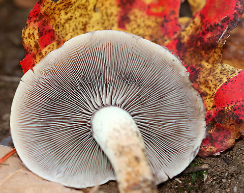 Brick Cap - Hypholoma lateritium Pink caps with pale margins. White/gray gills with brown spores visible.

Habitat: Growing between rotting logs; deciduous forest
https://www.jungledragon.com/image/122311/brick_cap_-_hypholoma_lateritium.html
https://www.jungledragon.com/image/122313/brick_cap_-_hypholoma_lateritium.html
https://www.jungledragon.com/image/122312/brick_cap_-_hypholoma_lateritium.html Brick cap,Fall,Geotagged,Hypholoma lateritium,United States