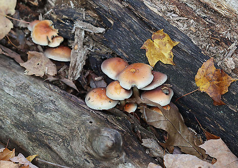 Brick Cap - Hypholoma lateritium Pink caps with pale margins. White/gray gills with brown spores visible.

Habitat: Growing between rotting logs; deciduous forest
https://www.jungledragon.com/image/122311/brick_cap_-_hypholoma_lateritium.html
https://www.jungledragon.com/image/122313/brick_cap_-_hypholoma_lateritium.html
https://www.jungledragon.com/image/122312/brick_cap_-_hypholoma_lateritium.html Brick cap,Fall,Geotagged,Hypholoma lateritium,United States