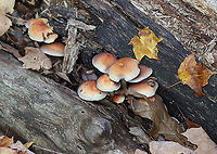 Brick Cap - Hypholoma lateritium Pink caps with pale margins. White/gray gills with brown spores visible.<br />
<br />
Habitat: Growing between rotting logs; deciduous forest<br />
https://www.jungledragon.com/image/122311/brick_cap_-_hypholoma_lateritium.html<br />
https://www.jungledragon.com/image/122313/brick_cap_-_hypholoma_lateritium.html<br />
https://www.jungledragon.com/image/122312/brick_cap_-_hypholoma_lateritium.html Brick cap,Fall,Geotagged,Hypholoma lateritium,United States