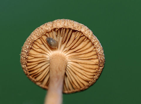 Inosperma subrubescens Habitat: Growing on the ground under a pine tree; meadow edge
https://www.jungledragon.com/image/122388/inosperma_subrubescens.html
https://www.jungledragon.com/image/122390/inosperma_subrubescens.html
https://www.jungledragon.com/image/122389/inosperma_subrubescens.html Fall,Geotagged,Inosperma subrubescens,United States