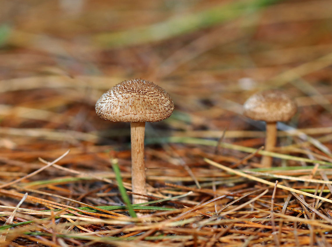 Inosperma subrubescens Habitat: Growing on the ground under a pine tree; meadow edge<br />
<figure class="photo"><a href="https://www.jungledragon.com/image/122388/inosperma_subrubescens.html" title="Inosperma subrubescens"><img src="https://s3.amazonaws.com/media.jungledragon.com/images/3232/122388_thumb.jpg?AWSAccessKeyId=05GMT0V3GWVNE7GGM1R2&Expires=1767225610&Signature=WGrpjFIJfoXtuy%2FEp8gQRXroW9Q%3D" width="200" height="148" alt="Inosperma subrubescens Habitat: Growing on the ground under a pine tree; meadow edge<br />
https://www.jungledragon.com/image/122388/inosperma_subrubescens.html<br />
https://www.jungledragon.com/image/122390/inosperma_subrubescens.html<br />
https://www.jungledragon.com/image/122389/inosperma_subrubescens.html Fall,Geotagged,Inosperma subrubescens,United States" /></a></figure><br />
<figure class="photo"><a href="https://www.jungledragon.com/image/122390/inosperma_subrubescens.html" title="Inosperma subrubescens"><img src="https://s3.amazonaws.com/media.jungledragon.com/images/3232/122390_thumb.jpg?AWSAccessKeyId=05GMT0V3GWVNE7GGM1R2&Expires=1767225610&Signature=g1NLJFFiYiDgKIkAkE%2FxlLHuAaw%3D" width="200" height="160" alt="Inosperma subrubescens Habitat: Growing on the ground under a pine tree; meadow edge<br />
https://www.jungledragon.com/image/122388/inosperma_subrubescens.html<br />
https://www.jungledragon.com/image/122390/inosperma_subrubescens.html<br />
https://www.jungledragon.com/image/122389/inosperma_subrubescens.html Fall,Geotagged,Inosperma subrubescens,United States" /></a></figure><br />
<figure class="photo"><a href="https://www.jungledragon.com/image/122389/inosperma_subrubescens.html" title="Inosperma subrubescens"><img src="https://s3.amazonaws.com/media.jungledragon.com/images/3232/122389_thumb.jpg?AWSAccessKeyId=05GMT0V3GWVNE7GGM1R2&Expires=1767225610&Signature=9OuBn%2FQ3oAfizGafzKXco8oYXIo%3D" width="200" height="150" alt="Inosperma subrubescens Habitat: Growing on the ground under a pine tree; meadow edge<br />
https://www.jungledragon.com/image/122388/inosperma_subrubescens.html<br />
https://www.jungledragon.com/image/122390/inosperma_subrubescens.html<br />
https://www.jungledragon.com/image/122389/inosperma_subrubescens.html Fall,Geotagged,Inocybaceae,Inosperma,Inosperma subrubescens,United States,fungi,mushroom" /></a></figure> Fall,Geotagged,Inocybaceae,Inosperma,Inosperma subrubescens,United States,fungi,mushroom