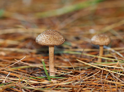 Inosperma subrubescens Habitat: Growing on the ground under a pine tree; meadow edge
https://www.jungledragon.com/image/122388/inosperma_subrubescens.html
https://www.jungledragon.com/image/122390/inosperma_subrubescens.html
https://www.jungledragon.com/image/122389/inosperma_subrubescens.html Fall,Geotagged,Inocybaceae,Inosperma,Inosperma subrubescens,United States,fungi,mushroom