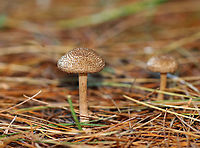 Inosperma subrubescens Habitat: Growing on the ground under a pine tree; meadow edge<br />
https://www.jungledragon.com/image/122388/inosperma_subrubescens.html<br />
https://www.jungledragon.com/image/122390/inosperma_subrubescens.html<br />
https://www.jungledragon.com/image/122389/inosperma_subrubescens.html Fall,Geotagged,Inocybaceae,Inosperma,Inosperma subrubescens,United States,fungi,mushroom