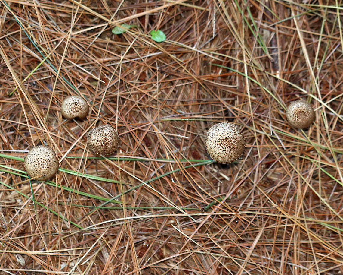 Inosperma subrubescens Habitat: Growing on the ground under a pine tree; meadow edge<br />
<figure class="photo"><a href="https://www.jungledragon.com/image/122388/inosperma_subrubescens.html" title="Inosperma subrubescens"><img src="https://s3.amazonaws.com/media.jungledragon.com/images/3232/122388_thumb.jpg?AWSAccessKeyId=05GMT0V3GWVNE7GGM1R2&Expires=1759968010&Signature=c7V2jqSUzuE81XtH7ulaUKxjvG8%3D" width="200" height="148" alt="Inosperma subrubescens Habitat: Growing on the ground under a pine tree; meadow edge<br />
https://www.jungledragon.com/image/122388/inosperma_subrubescens.html<br />
https://www.jungledragon.com/image/122390/inosperma_subrubescens.html<br />
https://www.jungledragon.com/image/122389/inosperma_subrubescens.html Fall,Geotagged,Inosperma subrubescens,United States" /></a></figure><br />
<figure class="photo"><a href="https://www.jungledragon.com/image/122390/inosperma_subrubescens.html" title="Inosperma subrubescens"><img src="https://s3.amazonaws.com/media.jungledragon.com/images/3232/122390_thumb.jpg?AWSAccessKeyId=05GMT0V3GWVNE7GGM1R2&Expires=1759968010&Signature=h%2F3JZjA7Fi9z4oiBFShfTMzkCUY%3D" width="200" height="160" alt="Inosperma subrubescens Habitat: Growing on the ground under a pine tree; meadow edge<br />
https://www.jungledragon.com/image/122388/inosperma_subrubescens.html<br />
https://www.jungledragon.com/image/122390/inosperma_subrubescens.html<br />
https://www.jungledragon.com/image/122389/inosperma_subrubescens.html Fall,Geotagged,Inosperma subrubescens,United States" /></a></figure><br />
<figure class="photo"><a href="https://www.jungledragon.com/image/122389/inosperma_subrubescens.html" title="Inosperma subrubescens"><img src="https://s3.amazonaws.com/media.jungledragon.com/images/3232/122389_thumb.jpg?AWSAccessKeyId=05GMT0V3GWVNE7GGM1R2&Expires=1759968010&Signature=KgFsT%2B73VZLfuZ5jfpyOIV%2BrH7E%3D" width="200" height="150" alt="Inosperma subrubescens Habitat: Growing on the ground under a pine tree; meadow edge<br />
https://www.jungledragon.com/image/122388/inosperma_subrubescens.html<br />
https://www.jungledragon.com/image/122390/inosperma_subrubescens.html<br />
https://www.jungledragon.com/image/122389/inosperma_subrubescens.html Fall,Geotagged,Inocybaceae,Inosperma,Inosperma subrubescens,United States,fungi,mushroom" /></a></figure> Fall,Geotagged,Inosperma subrubescens,United States