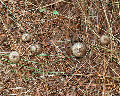 Inosperma subrubescens Habitat: Growing on the ground under a pine tree; meadow edge
https://www.jungledragon.com/image/122388/inosperma_subrubescens.html
https://www.jungledragon.com/image/122390/inosperma_subrubescens.html
https://www.jungledragon.com/image/122389/inosperma_subrubescens.html Fall,Geotagged,Inosperma subrubescens,United States