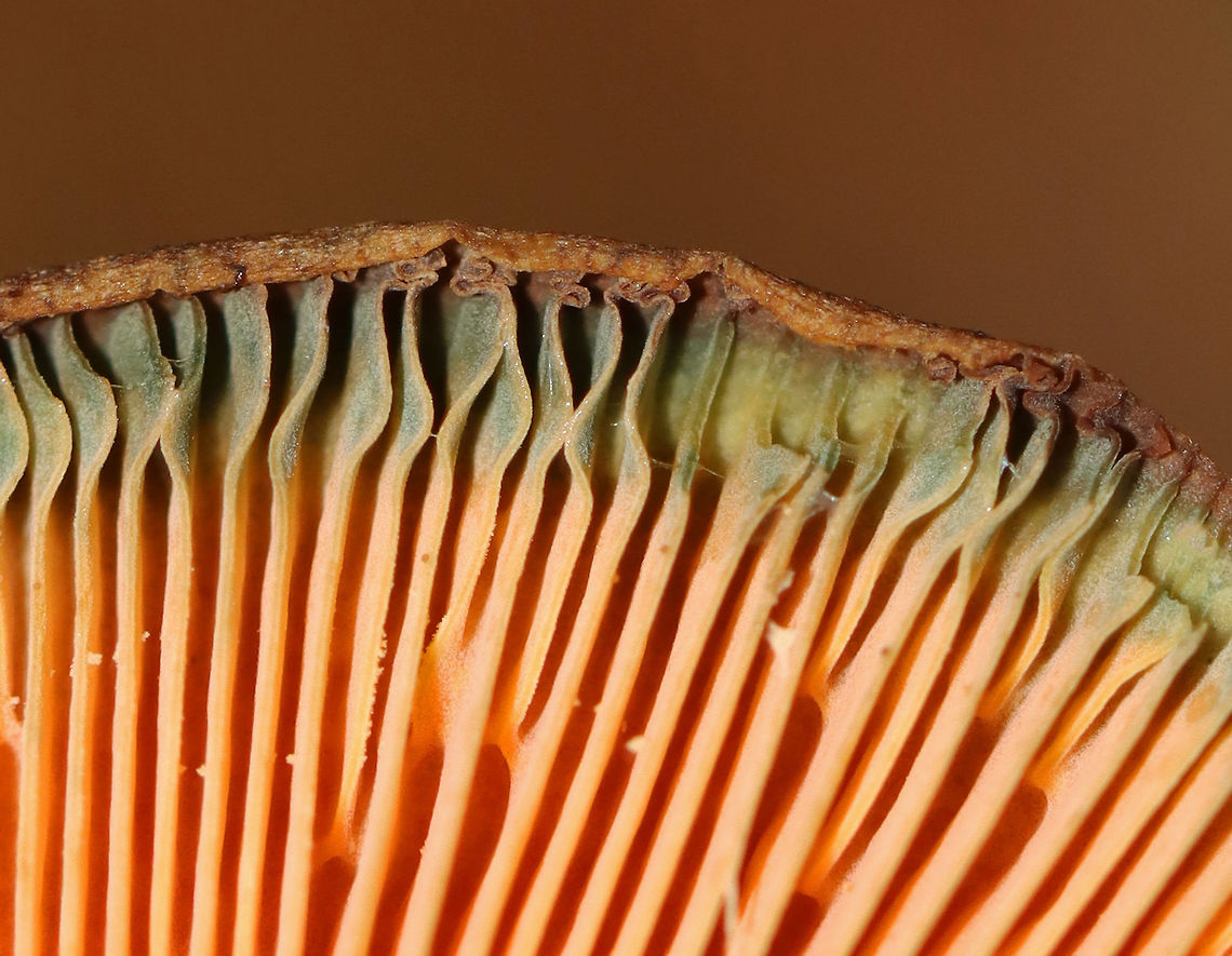 False Saffron Cap - Lactarius deterrimus Cap: Nearly flat with a central depression and inrolled margin. Pale with tan and a blue/green coloration<br />
Gills: Decurrent, close; orange; oozed orange latex when cut<br />
Stem: Tapers slightly at base; smooth; pale orange, mottled with green; white basal mycelium<br />
Habitat: Growing alone in a grassy area, under pine (Pinus sp.)<br />
<br />
<figure class="photo"><a href="https://www.jungledragon.com/image/122391/false_saffron_cap_-_lactarius_deterrimus.html" title="False Saffron Cap - Lactarius deterrimus"><img src="https://s3.amazonaws.com/media.jungledragon.com/images/3232/122391_thumb.jpg?AWSAccessKeyId=05GMT0V3GWVNE7GGM1R2&Expires=1769040010&Signature=ej1ZH0OGdH7TretaYFu%2FY%2FUhF%2BE%3D" width="200" height="156" alt="False Saffron Cap - Lactarius deterrimus Cap: Nearly flat with a central depression and inrolled margin. Pale with tan and a blue/green coloration<br />
Gills: Decurrent, close; orange; oozed orange latex when cut<br />
Stem: Tapers slightly at base; smooth; pale orange, mottled with green; white basal mycelium<br />
Habitat: Growing alone in a grassy area, under pine (Pinus sp.)<br />
<br />
https://www.jungledragon.com/image/122391/false_saffron_cap_-_lactarius_deterrimus.html<br />
https://www.jungledragon.com/image/122395/false_saffron_cap_-_lactarius_deterrimus.html<br />
https://www.jungledragon.com/image/122394/false_saffron_cap_-_lactarius_deterrimus.html<br />
https://www.jungledragon.com/image/122393/false_saffron_cap_-_lactarius_deterrimus.html<br />
https://www.jungledragon.com/image/122392/false_saffron_cap_-_lactarius_deterrimus.html Fall,False saffron milkcap,Geotagged,Lactarius,Lactarius deterrimus,United States,fungus,mushroom" /></a></figure><br />
<figure class="photo"><a href="https://www.jungledragon.com/image/122395/false_saffron_cap_-_lactarius_deterrimus.html" title="False Saffron Cap - Lactarius deterrimus"><img src="https://s3.amazonaws.com/media.jungledragon.com/images/3232/122395_thumb.jpg?AWSAccessKeyId=05GMT0V3GWVNE7GGM1R2&Expires=1769040010&Signature=1%2FY7AIKbFTNdohfHhqXeDrztlt4%3D" width="200" height="200" alt="False Saffron Cap - Lactarius deterrimus Cap: Nearly flat with a central depression and inrolled margin. Pale with tan and a blue/green coloration<br />
Gills: Decurrent, close; orange; oozed orange latex when cut<br />
Stem: Tapers slightly at base; smooth; pale orange, mottled with green; white basal mycelium<br />
Habitat: Growing alone in a grassy area, under pine (Pinus sp.)<br />
https://www.jungledragon.com/image/122391/false_saffron_cap_-_lactarius_deterrimus.html<br />
https://www.jungledragon.com/image/122395/false_saffron_cap_-_lactarius_deterrimus.html<br />
https://www.jungledragon.com/image/122394/false_saffron_cap_-_lactarius_deterrimus.html<br />
https://www.jungledragon.com/image/122393/false_saffron_cap_-_lactarius_deterrimus.html<br />
https://www.jungledragon.com/image/122392/false_saffron_cap_-_lactarius_deterrimus.html Fall,Geotagged,Lactarius deterrimus,United States" /></a></figure><br />
<figure class="photo"><a href="https://www.jungledragon.com/image/122394/false_saffron_cap_-_lactarius_deterrimus.html" title="False Saffron Cap - Lactarius deterrimus"><img src="https://s3.amazonaws.com/media.jungledragon.com/images/3232/122394_thumb.jpg?AWSAccessKeyId=05GMT0V3GWVNE7GGM1R2&Expires=1769040010&Signature=r6PSFYcKZ3boXU2KGU4Oj7d8YUk%3D" width="200" height="162" alt="False Saffron Cap - Lactarius deterrimus Cap: Nearly flat with a central depression and inrolled margin. Pale with tan and a blue/green coloration<br />
Gills: Decurrent, close; orange; oozed orange latex when cut<br />
Stem: Tapers slightly at base; smooth; pale orange, mottled with green; white basal mycelium<br />
Habitat: Growing alone in a grassy area, under pine (Pinus sp.)<br />
https://www.jungledragon.com/image/122391/false_saffron_cap_-_lactarius_deterrimus.html<br />
https://www.jungledragon.com/image/122395/false_saffron_cap_-_lactarius_deterrimus.html<br />
https://www.jungledragon.com/image/122394/false_saffron_cap_-_lactarius_deterrimus.html<br />
https://www.jungledragon.com/image/122393/false_saffron_cap_-_lactarius_deterrimus.html<br />
https://www.jungledragon.com/image/122392/false_saffron_cap_-_lactarius_deterrimus.html Fall,Geotagged,Lactarius deterrimus,United States" /></a></figure><br />
<figure class="photo"><a href="https://www.jungledragon.com/image/122393/false_saffron_cap_-_lactarius_deterrimus.html" title="False Saffron Cap - Lactarius deterrimus"><img src="https://s3.amazonaws.com/media.jungledragon.com/images/3232/122393_thumb.jpg?AWSAccessKeyId=05GMT0V3GWVNE7GGM1R2&Expires=1769040010&Signature=GRvlJE4%2FWpMQaACFplhvBqoygyU%3D" width="200" height="154" alt="False Saffron Cap - Lactarius deterrimus Cap: Nearly flat with a central depression and inrolled margin. Pale with tan and a blue/green coloration<br />
Gills: Decurrent, close; orange; oozed orange latex when cut<br />
Stem: Tapers slightly at base; smooth; pale orange, mottled with green; white basal mycelium<br />
Habitat: Growing alone in a grassy area, under pine (Pinus sp.)<br />
https://www.jungledragon.com/image/122391/false_saffron_cap_-_lactarius_deterrimus.html<br />
https://www.jungledragon.com/image/122395/false_saffron_cap_-_lactarius_deterrimus.html<br />
https://www.jungledragon.com/image/122394/false_saffron_cap_-_lactarius_deterrimus.html<br />
https://www.jungledragon.com/image/122393/false_saffron_cap_-_lactarius_deterrimus.html<br />
https://www.jungledragon.com/image/122392/false_saffron_cap_-_lactarius_deterrimus.html Fall,Geotagged,Lactarius deterrimus,United States" /></a></figure><br />
<figure class="photo"><a href="https://www.jungledragon.com/image/122392/false_saffron_cap_-_lactarius_deterrimus.html" title="False Saffron Cap - Lactarius deterrimus"><img src="https://s3.amazonaws.com/media.jungledragon.com/images/3232/122392_thumb.jpg?AWSAccessKeyId=05GMT0V3GWVNE7GGM1R2&Expires=1769040010&Signature=%2BtRpqSnRWsVBWp24WMDX%2BtGFK6E%3D" width="112" height="152" alt="False Saffron Cap - Lactarius deterrimus Cap: Nearly flat with a central depression and inrolled margin. Pale with tan and a blue/green coloration<br />
Gills: Decurrent, close; orange; oozed orange latex when cut<br />
Stem: Tapers slightly at base; smooth; pale orange, mottled with green; white basal mycelium<br />
Habitat: Growing alone in a grassy area, under pine (Pinus sp.)<br />
https://www.jungledragon.com/image/122391/false_saffron_cap_-_lactarius_deterrimus.html<br />
https://www.jungledragon.com/image/122395/false_saffron_cap_-_lactarius_deterrimus.html<br />
https://www.jungledragon.com/image/122394/false_saffron_cap_-_lactarius_deterrimus.html<br />
https://www.jungledragon.com/image/122393/false_saffron_cap_-_lactarius_deterrimus.html<br />
https://www.jungledragon.com/image/122392/false_saffron_cap_-_lactarius_deterrimus.html Fall,Geotagged,Lactarius deterrimus,United States" /></a></figure> Fall,False saffron milkcap,Geotagged,Lactarius,Lactarius deterrimus,United States,fungus,mushroom
