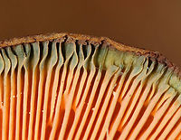 False Saffron Cap - Lactarius deterrimus Cap: Nearly flat with a central depression and inrolled margin. Pale with tan and a blue/green coloration<br />
Gills: Decurrent, close; orange; oozed orange latex when cut<br />
Stem: Tapers slightly at base; smooth; pale orange, mottled with green; white basal mycelium<br />
Habitat: Growing alone in a grassy area, under pine (Pinus sp.)<br />
<br />
https://www.jungledragon.com/image/122391/false_saffron_cap_-_lactarius_deterrimus.html<br />
https://www.jungledragon.com/image/122395/false_saffron_cap_-_lactarius_deterrimus.html<br />
https://www.jungledragon.com/image/122394/false_saffron_cap_-_lactarius_deterrimus.html<br />
https://www.jungledragon.com/image/122393/false_saffron_cap_-_lactarius_deterrimus.html<br />
https://www.jungledragon.com/image/122392/false_saffron_cap_-_lactarius_deterrimus.html Fall,False saffron milkcap,Geotagged,Lactarius,Lactarius deterrimus,United States,fungus,mushroom