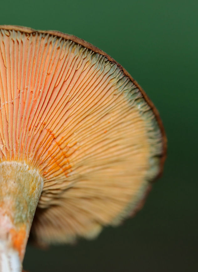 False Saffron Cap - Lactarius deterrimus Cap: Nearly flat with a central depression and inrolled margin. Pale with tan and a blue/green coloration<br />
Gills: Decurrent, close; orange; oozed orange latex when cut<br />
Stem: Tapers slightly at base; smooth; pale orange, mottled with green; white basal mycelium<br />
Habitat: Growing alone in a grassy area, under pine (Pinus sp.)<br />
<figure class="photo"><a href="https://www.jungledragon.com/image/122391/false_saffron_cap_-_lactarius_deterrimus.html" title="False Saffron Cap - Lactarius deterrimus"><img src="https://s3.amazonaws.com/media.jungledragon.com/images/3232/122391_thumb.jpg?AWSAccessKeyId=05GMT0V3GWVNE7GGM1R2&Expires=1759968010&Signature=fl5WNI%2FsgPa%2BTNHoPAg%2BeDCC4xg%3D" width="200" height="156" alt="False Saffron Cap - Lactarius deterrimus Cap: Nearly flat with a central depression and inrolled margin. Pale with tan and a blue/green coloration<br />
Gills: Decurrent, close; orange; oozed orange latex when cut<br />
Stem: Tapers slightly at base; smooth; pale orange, mottled with green; white basal mycelium<br />
Habitat: Growing alone in a grassy area, under pine (Pinus sp.)<br />
<br />
https://www.jungledragon.com/image/122391/false_saffron_cap_-_lactarius_deterrimus.html<br />
https://www.jungledragon.com/image/122395/false_saffron_cap_-_lactarius_deterrimus.html<br />
https://www.jungledragon.com/image/122394/false_saffron_cap_-_lactarius_deterrimus.html<br />
https://www.jungledragon.com/image/122393/false_saffron_cap_-_lactarius_deterrimus.html<br />
https://www.jungledragon.com/image/122392/false_saffron_cap_-_lactarius_deterrimus.html Fall,False saffron milkcap,Geotagged,Lactarius,Lactarius deterrimus,United States,fungus,mushroom" /></a></figure><br />
<figure class="photo"><a href="https://www.jungledragon.com/image/122395/false_saffron_cap_-_lactarius_deterrimus.html" title="False Saffron Cap - Lactarius deterrimus"><img src="https://s3.amazonaws.com/media.jungledragon.com/images/3232/122395_thumb.jpg?AWSAccessKeyId=05GMT0V3GWVNE7GGM1R2&Expires=1759968010&Signature=YM%2FDCrupiQaeH5UFxONziEZfAuo%3D" width="200" height="200" alt="False Saffron Cap - Lactarius deterrimus Cap: Nearly flat with a central depression and inrolled margin. Pale with tan and a blue/green coloration<br />
Gills: Decurrent, close; orange; oozed orange latex when cut<br />
Stem: Tapers slightly at base; smooth; pale orange, mottled with green; white basal mycelium<br />
Habitat: Growing alone in a grassy area, under pine (Pinus sp.)<br />
https://www.jungledragon.com/image/122391/false_saffron_cap_-_lactarius_deterrimus.html<br />
https://www.jungledragon.com/image/122395/false_saffron_cap_-_lactarius_deterrimus.html<br />
https://www.jungledragon.com/image/122394/false_saffron_cap_-_lactarius_deterrimus.html<br />
https://www.jungledragon.com/image/122393/false_saffron_cap_-_lactarius_deterrimus.html<br />
https://www.jungledragon.com/image/122392/false_saffron_cap_-_lactarius_deterrimus.html Fall,Geotagged,Lactarius deterrimus,United States" /></a></figure><br />
<figure class="photo"><a href="https://www.jungledragon.com/image/122394/false_saffron_cap_-_lactarius_deterrimus.html" title="False Saffron Cap - Lactarius deterrimus"><img src="https://s3.amazonaws.com/media.jungledragon.com/images/3232/122394_thumb.jpg?AWSAccessKeyId=05GMT0V3GWVNE7GGM1R2&Expires=1759968010&Signature=K6zQo91uOGHS%2FFAqI2gb%2BeEm%2F7E%3D" width="200" height="162" alt="False Saffron Cap - Lactarius deterrimus Cap: Nearly flat with a central depression and inrolled margin. Pale with tan and a blue/green coloration<br />
Gills: Decurrent, close; orange; oozed orange latex when cut<br />
Stem: Tapers slightly at base; smooth; pale orange, mottled with green; white basal mycelium<br />
Habitat: Growing alone in a grassy area, under pine (Pinus sp.)<br />
https://www.jungledragon.com/image/122391/false_saffron_cap_-_lactarius_deterrimus.html<br />
https://www.jungledragon.com/image/122395/false_saffron_cap_-_lactarius_deterrimus.html<br />
https://www.jungledragon.com/image/122394/false_saffron_cap_-_lactarius_deterrimus.html<br />
https://www.jungledragon.com/image/122393/false_saffron_cap_-_lactarius_deterrimus.html<br />
https://www.jungledragon.com/image/122392/false_saffron_cap_-_lactarius_deterrimus.html Fall,Geotagged,Lactarius deterrimus,United States" /></a></figure><br />
<figure class="photo"><a href="https://www.jungledragon.com/image/122393/false_saffron_cap_-_lactarius_deterrimus.html" title="False Saffron Cap - Lactarius deterrimus"><img src="https://s3.amazonaws.com/media.jungledragon.com/images/3232/122393_thumb.jpg?AWSAccessKeyId=05GMT0V3GWVNE7GGM1R2&Expires=1759968010&Signature=x90bpk9DSvfBPnYkm5mG7HAo%2BM0%3D" width="200" height="154" alt="False Saffron Cap - Lactarius deterrimus Cap: Nearly flat with a central depression and inrolled margin. Pale with tan and a blue/green coloration<br />
Gills: Decurrent, close; orange; oozed orange latex when cut<br />
Stem: Tapers slightly at base; smooth; pale orange, mottled with green; white basal mycelium<br />
Habitat: Growing alone in a grassy area, under pine (Pinus sp.)<br />
https://www.jungledragon.com/image/122391/false_saffron_cap_-_lactarius_deterrimus.html<br />
https://www.jungledragon.com/image/122395/false_saffron_cap_-_lactarius_deterrimus.html<br />
https://www.jungledragon.com/image/122394/false_saffron_cap_-_lactarius_deterrimus.html<br />
https://www.jungledragon.com/image/122393/false_saffron_cap_-_lactarius_deterrimus.html<br />
https://www.jungledragon.com/image/122392/false_saffron_cap_-_lactarius_deterrimus.html Fall,Geotagged,Lactarius deterrimus,United States" /></a></figure><br />
<figure class="photo"><a href="https://www.jungledragon.com/image/122392/false_saffron_cap_-_lactarius_deterrimus.html" title="False Saffron Cap - Lactarius deterrimus"><img src="https://s3.amazonaws.com/media.jungledragon.com/images/3232/122392_thumb.jpg?AWSAccessKeyId=05GMT0V3GWVNE7GGM1R2&Expires=1759968010&Signature=30RGWeMenkdqAwd7CY5%2BWQY1rfM%3D" width="112" height="152" alt="False Saffron Cap - Lactarius deterrimus Cap: Nearly flat with a central depression and inrolled margin. Pale with tan and a blue/green coloration<br />
Gills: Decurrent, close; orange; oozed orange latex when cut<br />
Stem: Tapers slightly at base; smooth; pale orange, mottled with green; white basal mycelium<br />
Habitat: Growing alone in a grassy area, under pine (Pinus sp.)<br />
https://www.jungledragon.com/image/122391/false_saffron_cap_-_lactarius_deterrimus.html<br />
https://www.jungledragon.com/image/122395/false_saffron_cap_-_lactarius_deterrimus.html<br />
https://www.jungledragon.com/image/122394/false_saffron_cap_-_lactarius_deterrimus.html<br />
https://www.jungledragon.com/image/122393/false_saffron_cap_-_lactarius_deterrimus.html<br />
https://www.jungledragon.com/image/122392/false_saffron_cap_-_lactarius_deterrimus.html Fall,Geotagged,Lactarius deterrimus,United States" /></a></figure> Fall,Geotagged,Lactarius deterrimus,United States