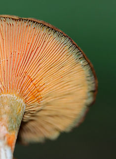 False Saffron Cap - Lactarius deterrimus Cap: Nearly flat with a central depression and inrolled margin. Pale with tan and a blue/green coloration
Gills: Decurrent, close; orange; oozed orange latex when cut
Stem: Tapers slightly at base; smooth; pale orange, mottled with green; white basal mycelium
Habitat: Growing alone in a grassy area, under pine (Pinus sp.)
https://www.jungledragon.com/image/122391/false_saffron_cap_-_lactarius_deterrimus.html
https://www.jungledragon.com/image/122395/false_saffron_cap_-_lactarius_deterrimus.html
https://www.jungledragon.com/image/122394/false_saffron_cap_-_lactarius_deterrimus.html
https://www.jungledragon.com/image/122393/false_saffron_cap_-_lactarius_deterrimus.html
https://www.jungledragon.com/image/122392/false_saffron_cap_-_lactarius_deterrimus.html Fall,Geotagged,Lactarius deterrimus,United States