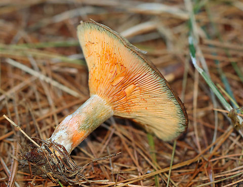 False Saffron Cap - Lactarius deterrimus Cap: Nearly flat with a central depression and inrolled margin. Pale with tan and a blue/green coloration
Gills: Decurrent, close; orange; oozed orange latex when cut
Stem: Tapers slightly at base; smooth; pale orange, mottled with green; white basal mycelium
Habitat: Growing alone in a grassy area, under pine (Pinus sp.)
https://www.jungledragon.com/image/122391/false_saffron_cap_-_lactarius_deterrimus.html
https://www.jungledragon.com/image/122395/false_saffron_cap_-_lactarius_deterrimus.html
https://www.jungledragon.com/image/122394/false_saffron_cap_-_lactarius_deterrimus.html
https://www.jungledragon.com/image/122393/false_saffron_cap_-_lactarius_deterrimus.html
https://www.jungledragon.com/image/122392/false_saffron_cap_-_lactarius_deterrimus.html Fall,Geotagged,Lactarius deterrimus,United States