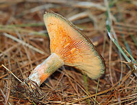 False Saffron Cap - Lactarius deterrimus Cap: Nearly flat with a central depression and inrolled margin. Pale with tan and a blue/green coloration<br />
Gills: Decurrent, close; orange; oozed orange latex when cut<br />
Stem: Tapers slightly at base; smooth; pale orange, mottled with green; white basal mycelium<br />
Habitat: Growing alone in a grassy area, under pine (Pinus sp.)<br />
https://www.jungledragon.com/image/122391/false_saffron_cap_-_lactarius_deterrimus.html<br />
https://www.jungledragon.com/image/122395/false_saffron_cap_-_lactarius_deterrimus.html<br />
https://www.jungledragon.com/image/122394/false_saffron_cap_-_lactarius_deterrimus.html<br />
https://www.jungledragon.com/image/122393/false_saffron_cap_-_lactarius_deterrimus.html<br />
https://www.jungledragon.com/image/122392/false_saffron_cap_-_lactarius_deterrimus.html Fall,Geotagged,Lactarius deterrimus,United States