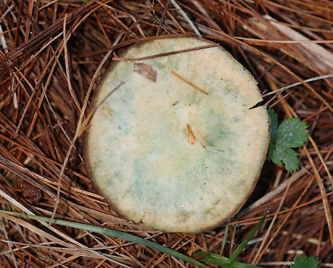 False Saffron Cap - Lactarius deterrimus Cap: Nearly flat with a central depression and inrolled margin. Pale with tan and a blue/green coloration
Gills: Decurrent, close; orange; oozed orange latex when cut
Stem: Tapers slightly at base; smooth; pale orange, mottled with green; white basal mycelium
Habitat: Growing alone in a grassy area, under pine (Pinus sp.)
https://www.jungledragon.com/image/122391/false_saffron_cap_-_lactarius_deterrimus.html
https://www.jungledragon.com/image/122395/false_saffron_cap_-_lactarius_deterrimus.html
https://www.jungledragon.com/image/122394/false_saffron_cap_-_lactarius_deterrimus.html
https://www.jungledragon.com/image/122393/false_saffron_cap_-_lactarius_deterrimus.html
https://www.jungledragon.com/image/122392/false_saffron_cap_-_lactarius_deterrimus.html Fall,Geotagged,Lactarius deterrimus,United States