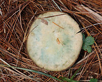 False Saffron Cap - Lactarius deterrimus Cap: Nearly flat with a central depression and inrolled margin. Pale with tan and a blue/green coloration<br />
Gills: Decurrent, close; orange; oozed orange latex when cut<br />
Stem: Tapers slightly at base; smooth; pale orange, mottled with green; white basal mycelium<br />
Habitat: Growing alone in a grassy area, under pine (Pinus sp.)<br />
https://www.jungledragon.com/image/122391/false_saffron_cap_-_lactarius_deterrimus.html<br />
https://www.jungledragon.com/image/122395/false_saffron_cap_-_lactarius_deterrimus.html<br />
https://www.jungledragon.com/image/122394/false_saffron_cap_-_lactarius_deterrimus.html<br />
https://www.jungledragon.com/image/122393/false_saffron_cap_-_lactarius_deterrimus.html<br />
https://www.jungledragon.com/image/122392/false_saffron_cap_-_lactarius_deterrimus.html Fall,Geotagged,Lactarius deterrimus,United States