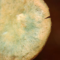 False Saffron Cap - Lactarius deterrimus Cap: Nearly flat with a central depression and inrolled margin. Pale with tan and a blue/green coloration<br />
Gills: Decurrent, close; orange; oozed orange latex when cut<br />
Stem: Tapers slightly at base; smooth; pale orange, mottled with green; white basal mycelium<br />
Habitat: Growing alone in a grassy area, under pine (Pinus sp.)<br />
https://www.jungledragon.com/image/122391/false_saffron_cap_-_lactarius_deterrimus.html<br />
https://www.jungledragon.com/image/122395/false_saffron_cap_-_lactarius_deterrimus.html<br />
https://www.jungledragon.com/image/122394/false_saffron_cap_-_lactarius_deterrimus.html<br />
https://www.jungledragon.com/image/122393/false_saffron_cap_-_lactarius_deterrimus.html<br />
https://www.jungledragon.com/image/122392/false_saffron_cap_-_lactarius_deterrimus.html Fall,Geotagged,Lactarius deterrimus,United States