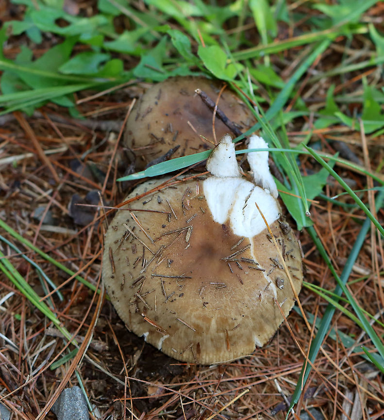 Mushroom - Russula sp. Habitat: Growing under pine; meadow edge<br />
<figure class="photo"><a href="https://www.jungledragon.com/image/122396/mushroom_-_russula_sp.html" title="Mushroom - Russula sp."><img src="https://s3.amazonaws.com/media.jungledragon.com/images/3232/122396_thumb.jpg?AWSAccessKeyId=05GMT0V3GWVNE7GGM1R2&Expires=1769040010&Signature=25KmefE5PMQYeudWofMHNX6ArY0%3D" width="140" height="152" alt="Mushroom - Russula sp. Habitat: Growing under pine; meadow edge<br />
https://www.jungledragon.com/image/122396/mushroom_-_russula_sp.html<br />
https://www.jungledragon.com/image/122400/mushroom_-_russula_sp.html<br />
https://www.jungledragon.com/image/122399/mushroom_-_russula_sp.html<br />
https://www.jungledragon.com/image/122397/mushroom_-_russula_sp.html Fall,Geotagged,United States" /></a></figure><br />
<figure class="photo"><a href="https://www.jungledragon.com/image/122400/mushroom_-_russula_sp.html" title="Mushroom - Russula sp."><img src="https://s3.amazonaws.com/media.jungledragon.com/images/3232/122400_thumb.jpg?AWSAccessKeyId=05GMT0V3GWVNE7GGM1R2&Expires=1769040010&Signature=CrKNYv9j6Aa%2BVImzn9FWuBNwyqg%3D" width="200" height="146" alt="Mushroom - Russula sp. Habitat: Growing under pine; meadow edge<br />
https://www.jungledragon.com/image/122396/mushroom_-_russula_sp.html<br />
https://www.jungledragon.com/image/122400/mushroom_-_russula_sp.html<br />
https://www.jungledragon.com/image/122399/mushroom_-_russula_sp.html<br />
https://www.jungledragon.com/image/122397/mushroom_-_russula_sp.html Fall,Geotagged,Russula,United States,fungus,mushroom" /></a></figure><br />
<figure class="photo"><a href="https://www.jungledragon.com/image/122399/mushroom_-_russula_sp.html" title="Mushroom - Russula sp."><img src="https://s3.amazonaws.com/media.jungledragon.com/images/3232/122399_thumb.jpg?AWSAccessKeyId=05GMT0V3GWVNE7GGM1R2&Expires=1769040010&Signature=8vMXtti6WN4mWokfKeztJpxqJqM%3D" width="200" height="158" alt="Mushroom - Russula sp. Habitat: Growing under pine; meadow edge<br />
https://www.jungledragon.com/image/122396/mushroom_-_russula_sp.html<br />
https://www.jungledragon.com/image/122400/mushroom_-_russula_sp.html<br />
https://www.jungledragon.com/image/122399/mushroom_-_russula_sp.html<br />
https://www.jungledragon.com/image/122397/mushroom_-_russula_sp.html Fall,Geotagged,United States" /></a></figure><br />
<figure class="photo"><a href="https://www.jungledragon.com/image/122397/mushroom_-_russula_sp.html" title="Mushroom - Russula sp."><img src="https://s3.amazonaws.com/media.jungledragon.com/images/3232/122397_thumb.jpg?AWSAccessKeyId=05GMT0V3GWVNE7GGM1R2&Expires=1769040010&Signature=TLuk7Kwfv9rQP7NX1JsGK7Lp4rc%3D" width="200" height="178" alt="Mushroom - Russula sp. Habitat: Growing under pine; meadow edge<br />
https://www.jungledragon.com/image/122396/mushroom_-_russula_sp.html<br />
https://www.jungledragon.com/image/122400/mushroom_-_russula_sp.html<br />
https://www.jungledragon.com/image/122399/mushroom_-_russula_sp.html<br />
https://www.jungledragon.com/image/122397/mushroom_-_russula_sp.html Fall,Geotagged,United States" /></a></figure> Fall,Geotagged,United States