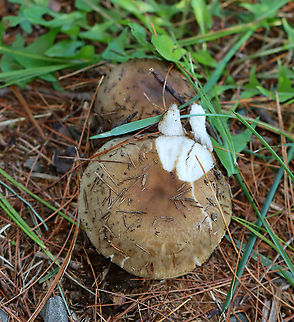 Mushroom - Russula sp. Habitat: Growing under pine; meadow edge
https://www.jungledragon.com/image/122396/mushroom_-_russula_sp.html
https://www.jungledragon.com/image/122400/mushroom_-_russula_sp.html
https://www.jungledragon.com/image/122399/mushroom_-_russula_sp.html
https://www.jungledragon.com/image/122397/mushroom_-_russula_sp.html Fall,Geotagged,United States
