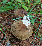 Mushroom - Russula sp. Habitat: Growing under pine; meadow edge<br />
https://www.jungledragon.com/image/122396/mushroom_-_russula_sp.html<br />
https://www.jungledragon.com/image/122400/mushroom_-_russula_sp.html<br />
https://www.jungledragon.com/image/122399/mushroom_-_russula_sp.html<br />
https://www.jungledragon.com/image/122397/mushroom_-_russula_sp.html Fall,Geotagged,United States