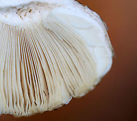 Mushroom - Russula sp. Habitat: Growing under pine; meadow edge<br />
https://www.jungledragon.com/image/122396/mushroom_-_russula_sp.html<br />
https://www.jungledragon.com/image/122400/mushroom_-_russula_sp.html<br />
https://www.jungledragon.com/image/122399/mushroom_-_russula_sp.html<br />
https://www.jungledragon.com/image/122397/mushroom_-_russula_sp.html Fall,Geotagged,United States
