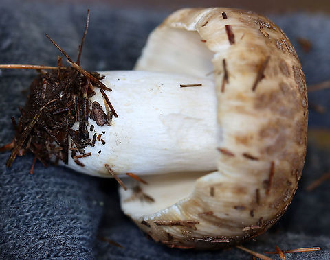 Mushroom - Russula sp. Habitat: Growing under pine; meadow edge
https://www.jungledragon.com/image/122396/mushroom_-_russula_sp.html
https://www.jungledragon.com/image/122400/mushroom_-_russula_sp.html
https://www.jungledragon.com/image/122399/mushroom_-_russula_sp.html
https://www.jungledragon.com/image/122397/mushroom_-_russula_sp.html Fall,Geotagged,United States