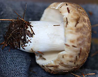 Mushroom - Russula sp. Habitat: Growing under pine; meadow edge<br />
https://www.jungledragon.com/image/122396/mushroom_-_russula_sp.html<br />
https://www.jungledragon.com/image/122400/mushroom_-_russula_sp.html<br />
https://www.jungledragon.com/image/122399/mushroom_-_russula_sp.html<br />
https://www.jungledragon.com/image/122397/mushroom_-_russula_sp.html Fall,Geotagged,United States