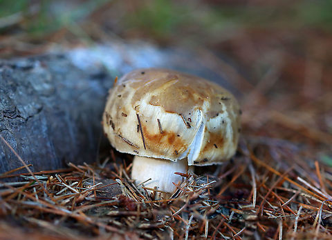 Mushroom - Russula sp. Habitat: Growing under pine; meadow edge
https://www.jungledragon.com/image/122396/mushroom_-_russula_sp.html
https://www.jungledragon.com/image/122400/mushroom_-_russula_sp.html
https://www.jungledragon.com/image/122399/mushroom_-_russula_sp.html
https://www.jungledragon.com/image/122397/mushroom_-_russula_sp.html Fall,Geotagged,Russula,United States,fungus,mushroom