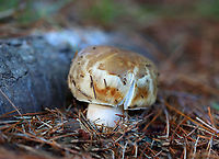 Mushroom - Russula sp. Habitat: Growing under pine; meadow edge<br />
https://www.jungledragon.com/image/122396/mushroom_-_russula_sp.html<br />
https://www.jungledragon.com/image/122400/mushroom_-_russula_sp.html<br />
https://www.jungledragon.com/image/122399/mushroom_-_russula_sp.html<br />
https://www.jungledragon.com/image/122397/mushroom_-_russula_sp.html Fall,Geotagged,Russula,United States,fungus,mushroom
